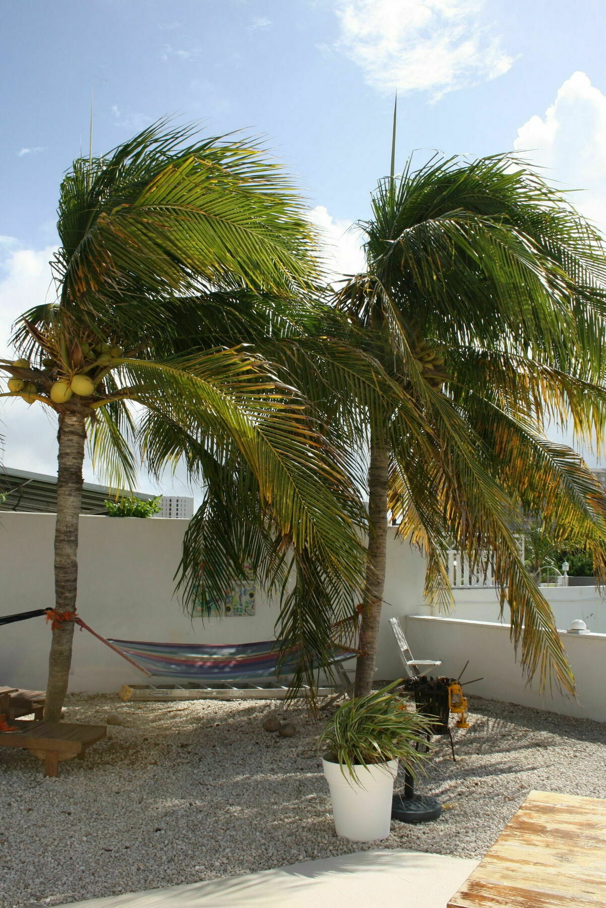 Karibu Aruba Boutique Hotel Palm Beach Eksteriør bilde